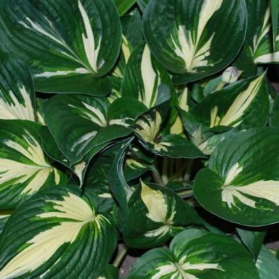 Hosta 'Americana'